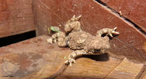 LughToad-Mertensophrynelughensis2.jpg