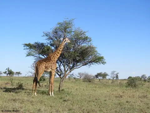 MaasaiGiraffe.jpg