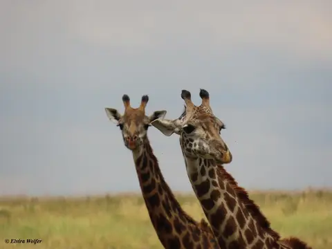 MaasaiGiraffe1-2-3.jpg