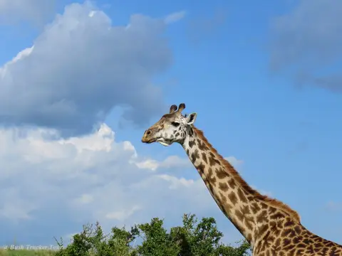 MaasaiGiraffePortrait.jpg