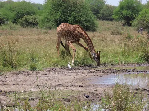 MaasaiGiraffedrinking3.jpg