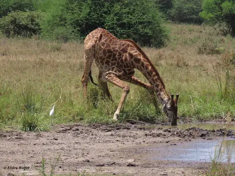 MaasaiGiraffedrinking4.jpg