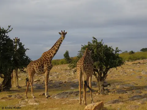 MaasaiGiraffen-2.jpg