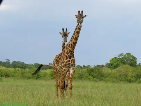 MaasaiGiraffen.jpg