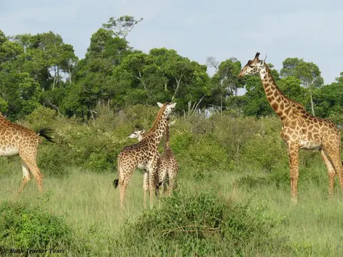 MaasaiGiraffenWald.jpg