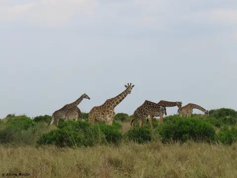 MaasaiGiraffes.jpg