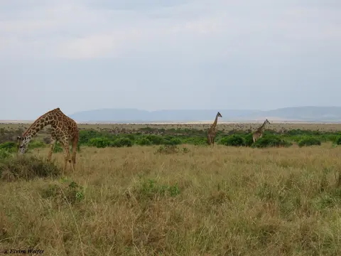 MaasaiGiraffes2.jpg