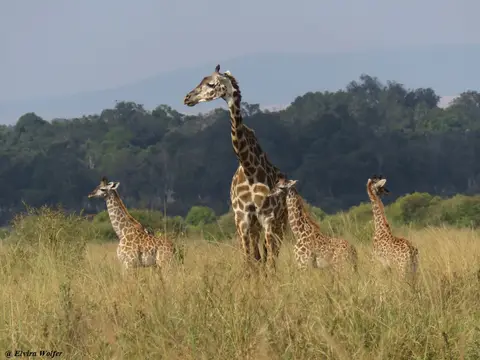 MaasaiGiraffesTriangle1.jpg