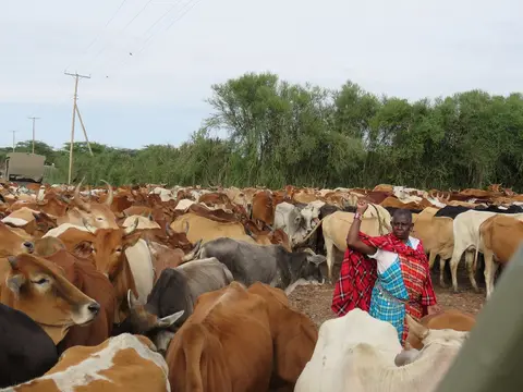 MaasaiKuehe3.jpg