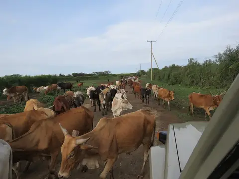 MaasaiKuehe4.jpg