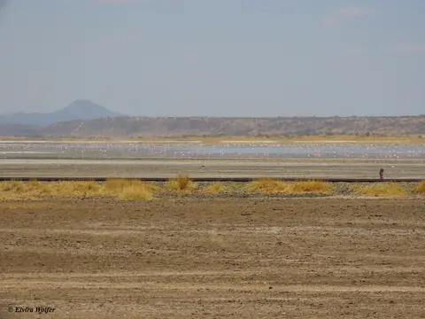 MagadiSee4Flamingos.jpg