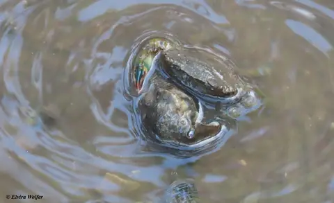 MangroveswimmingCrabeatingMangroveSnail.jpg