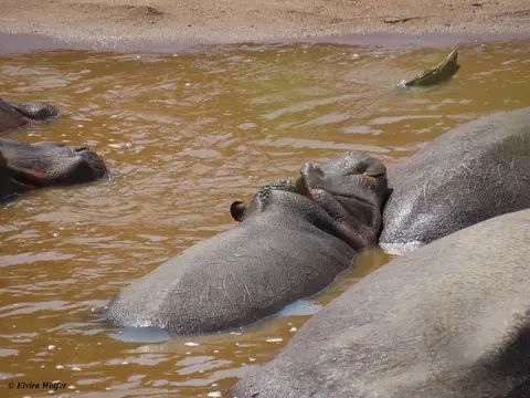MaraRiver3.jpg