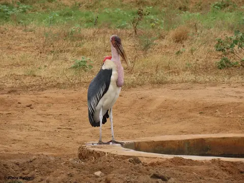 Marabu.jpg