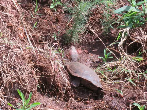 MarshTerrapin1.jpg