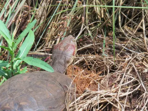 MarshTerrapin2.jpg