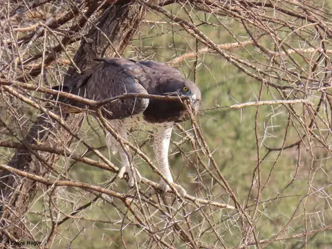 MartialEagle-2.jpg