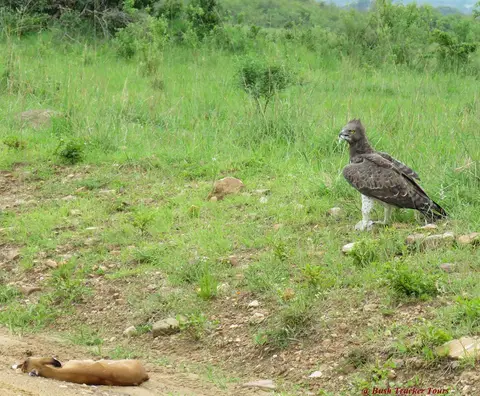 MartialEagleImpalakill.jpg