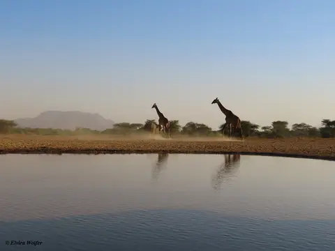 MasaiGiraffes1.jpg