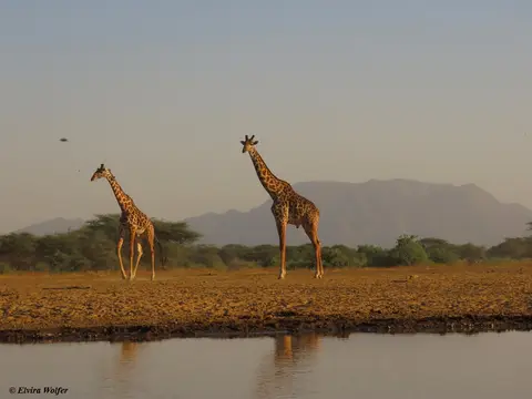 MasaiGiraffes2.jpg