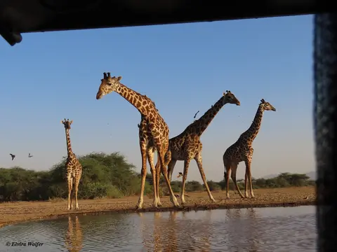 MasaiGiraffes5.jpg