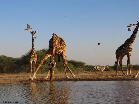 MasaiGiraffes6.jpg