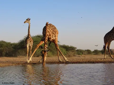 MasaiGiraffes7.jpg