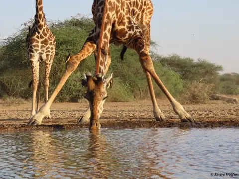 MasaiGiraffes8.jpg