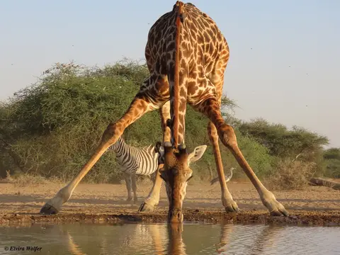 MasaiGiraffes9.jpg