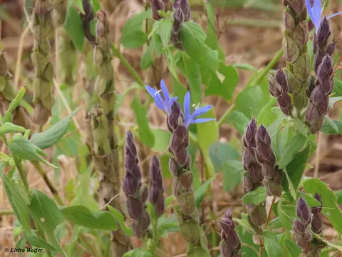 Megalochlamysrevoluta.jpg