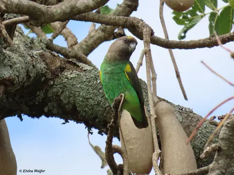 Meyer'sParrot-2.jpg