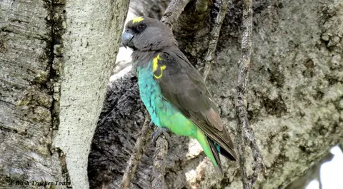 Meyer'sParrot.jpg