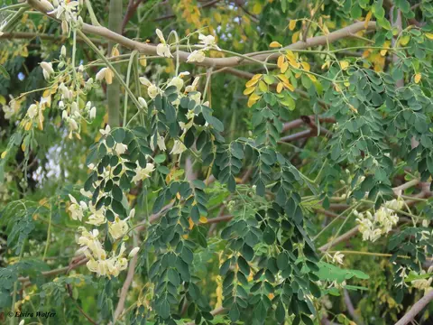 Moringatree1.jpg