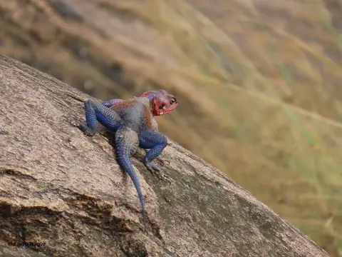 Mwanzaflat-headedRockAgama.jpg