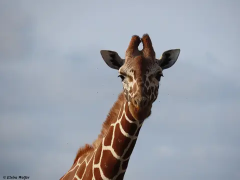 NetzgiraffeKopf.jpg
