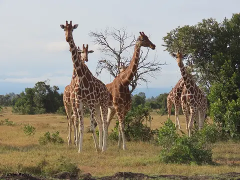 NetzgiraffenGruppe2.jpg