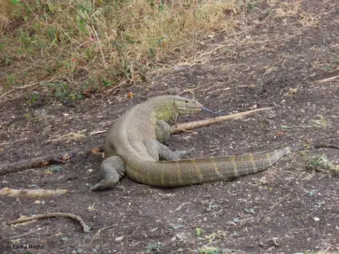 NileMonitor1-2.jpg
