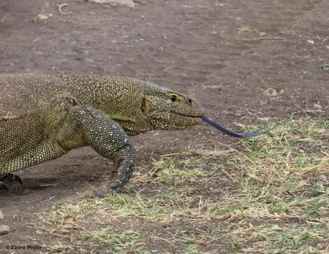 NileMonitor2-2.jpg