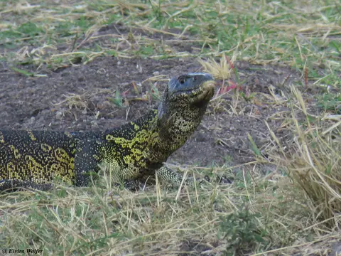 NileMonitor2.jpg