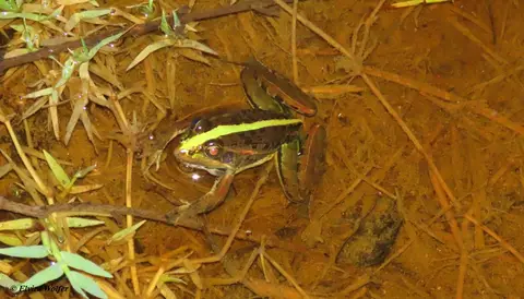 NileRocketFroggreen.jpg