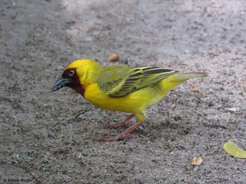 NorthernBrown-throatedWeaver3.jpg