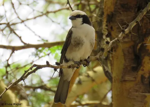 NorthernWhite-crownedShrike.jpg