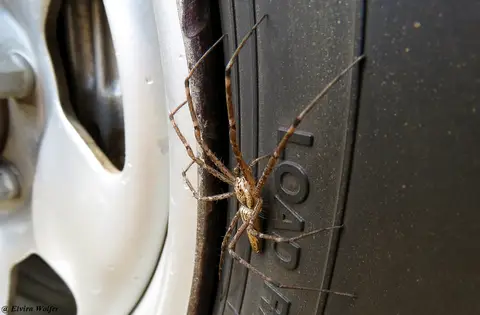 Nursery-webSpiderSeite.jpg