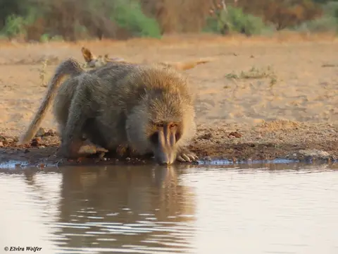 OliveBaboon2.jpg