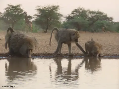 OliveBaboon3.jpg