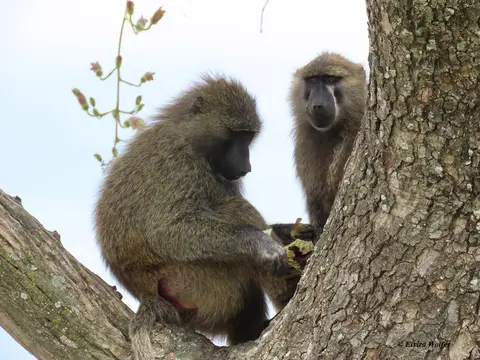 OliveBaboonSausageTree2.jpg