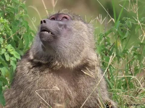 OliveBaboonSausageTree3.jpg