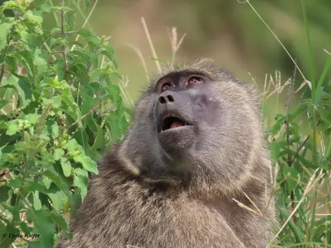 OliveBaboonSausageTree4.jpg