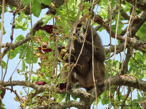 OliveBaboonSausageTree5.jpg