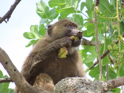 OliveBaboonSausageTree6.jpg